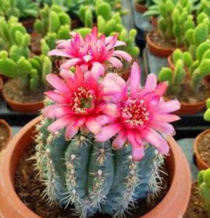 🌵