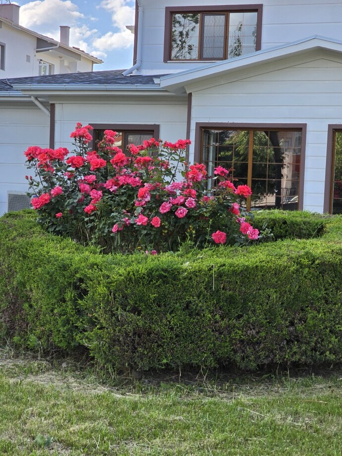En sevdiğiniz Çiçek türü nedir?