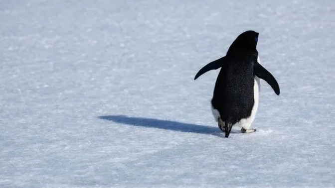 Yolda penguen bulsan ne yaparsın?