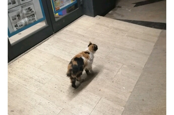 Kuyruksuz kediler neden bu kadar çok, sağlık sorunu mu yoksa normal mi?