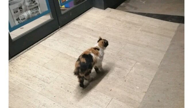 Kuyruksuz kediler neden bu kadar çok, sağlık sorunu mu yoksa normal mi?