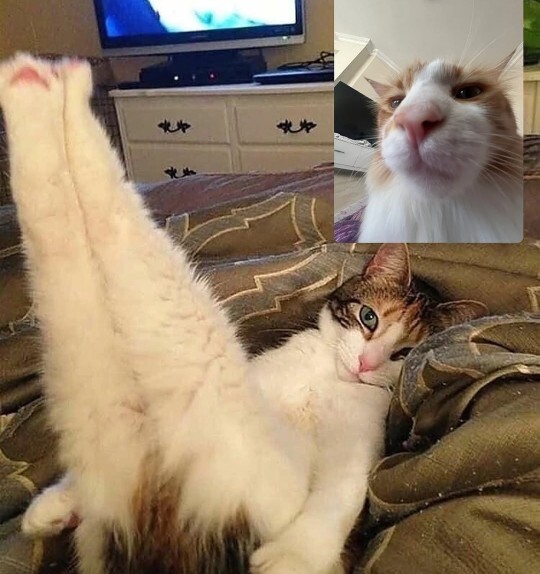 Miyav miyav! Kedi cennetinde yaşama şansım var mı?