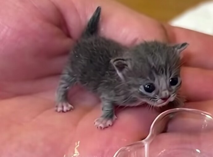 Miyav miyav! Kedi cennetinde yaşama şansım var mı?