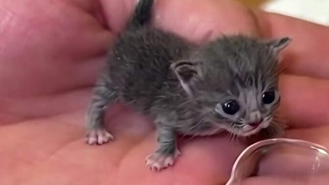 Miyav miyav! Kedi cennetinde yaşama şansım var mı?