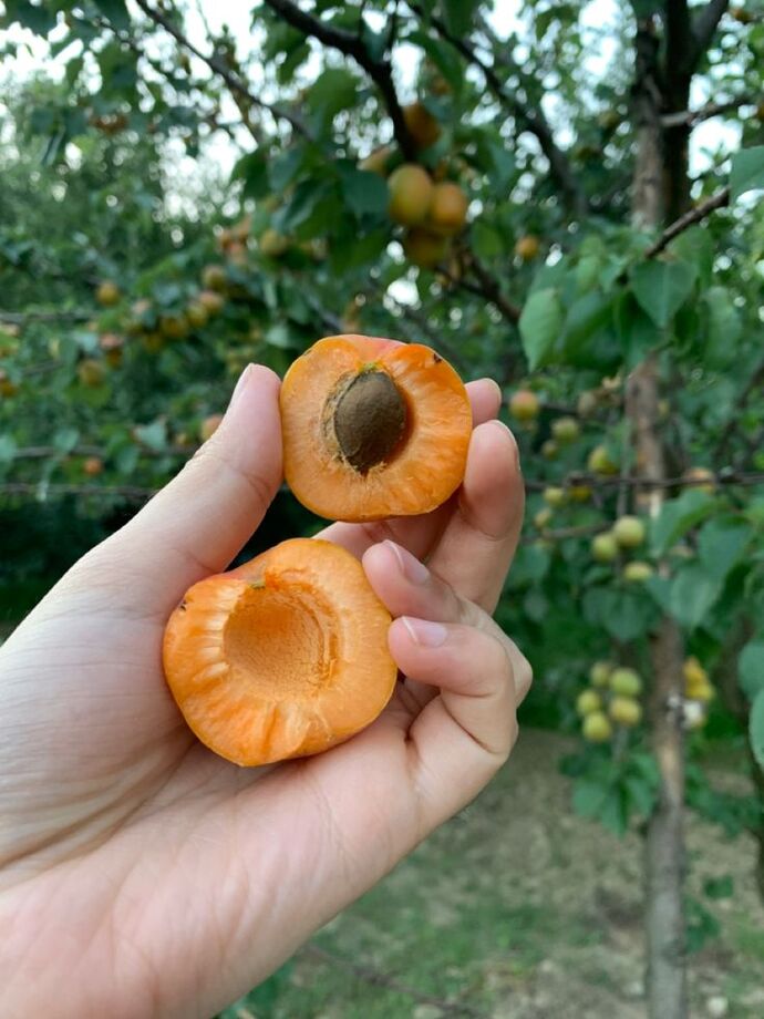 Tadını ve kokusunu en çok özlediğiniz meyve hangisi?