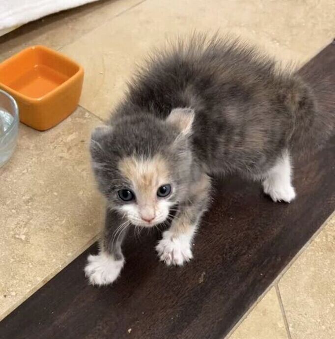 Bu tehditkar ve tehlikeli kedi yavrusuna ne isim verirdin?