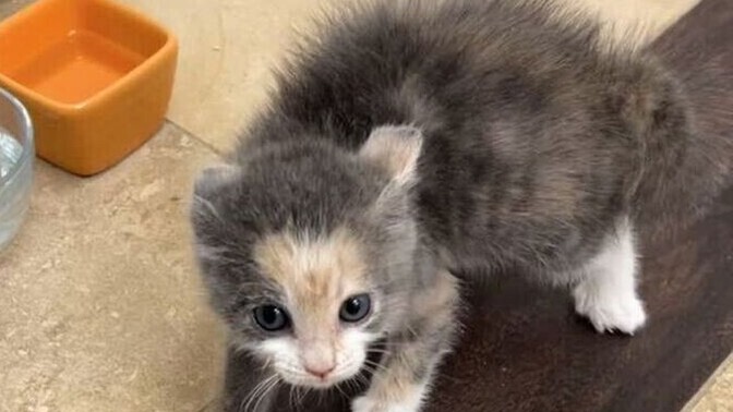 Bu tehditkar ve tehlikeli kedi yavrusuna ne isim verirdin?