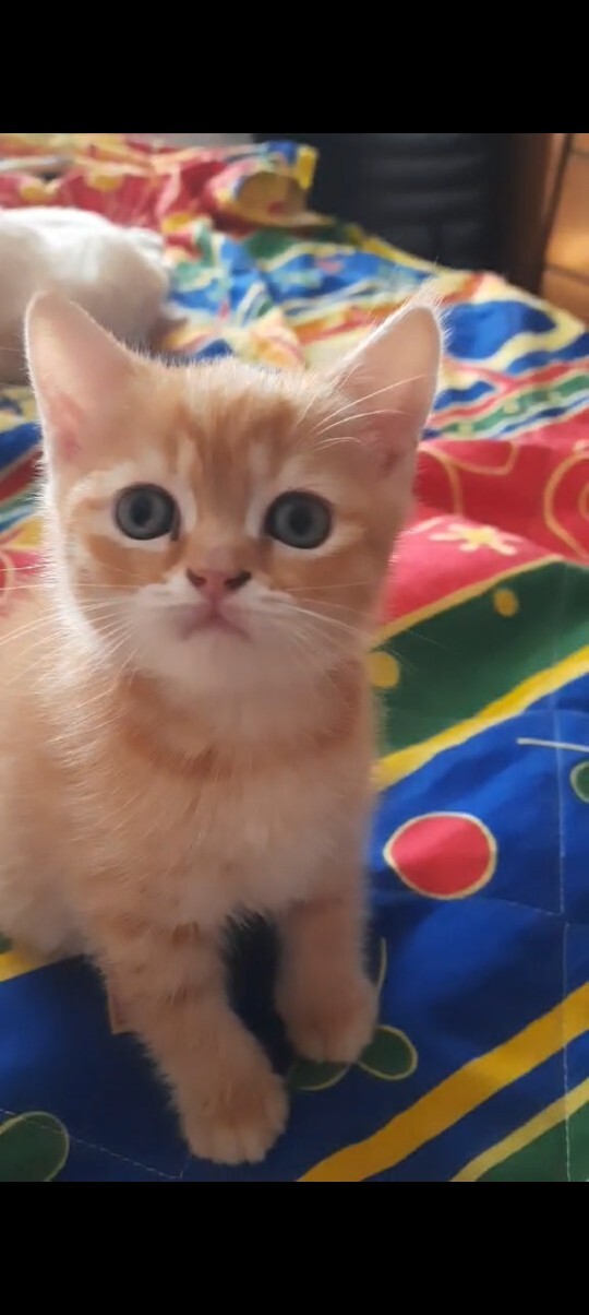 Kedilerim nasıl?