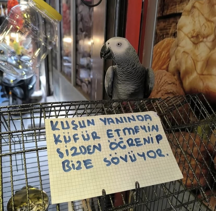 Islanmadan yüzebilir misin?