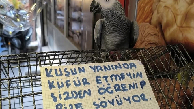Islanmadan yüzebilir misin?