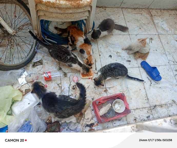 Kedilerenize düzenli yemek veriyor musunuz?