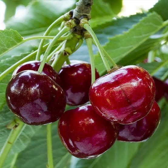 Hangi renk kiraz tercih edersiniz? Koyu renk (bordo/siyah) mı açık renk (kırmızı/pembe) ?