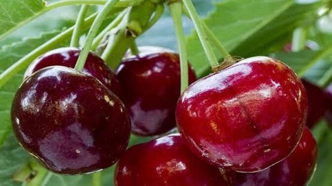 Hangi renk kiraz tercih edersiniz? Koyu renk (bordo/siyah) mı açık renk (kırmızı/pembe) ?