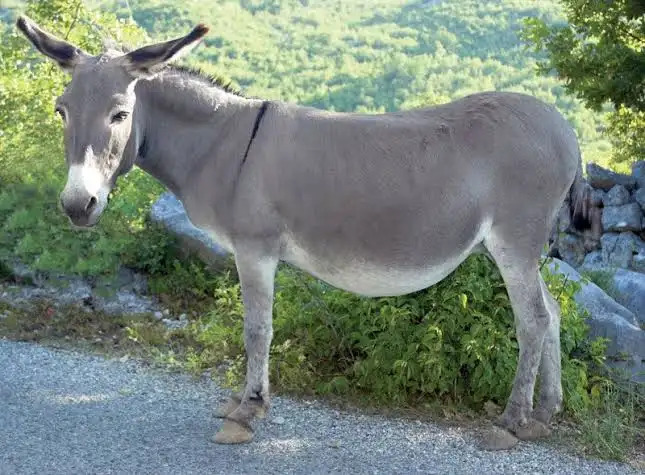 Bir bukalemunu tamamen aynalardan oluşan bir odanın içine koyarsak, odanın rengini mi alır yoksa kendi rengini mi yansıtır?