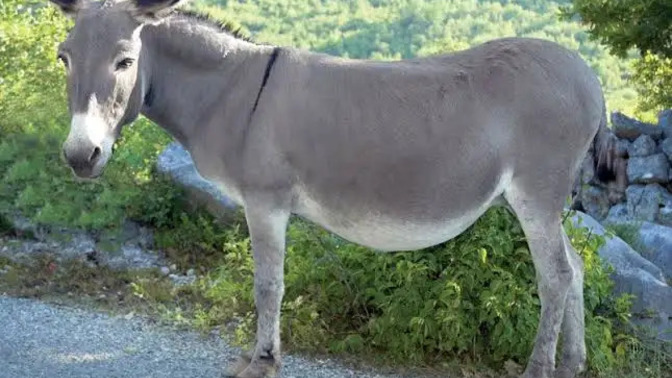 Bir bukalemunu tamamen aynalardan oluşan bir odanın içine koyarsak, odanın rengini mi alır yoksa kendi rengini mi yansıtır?