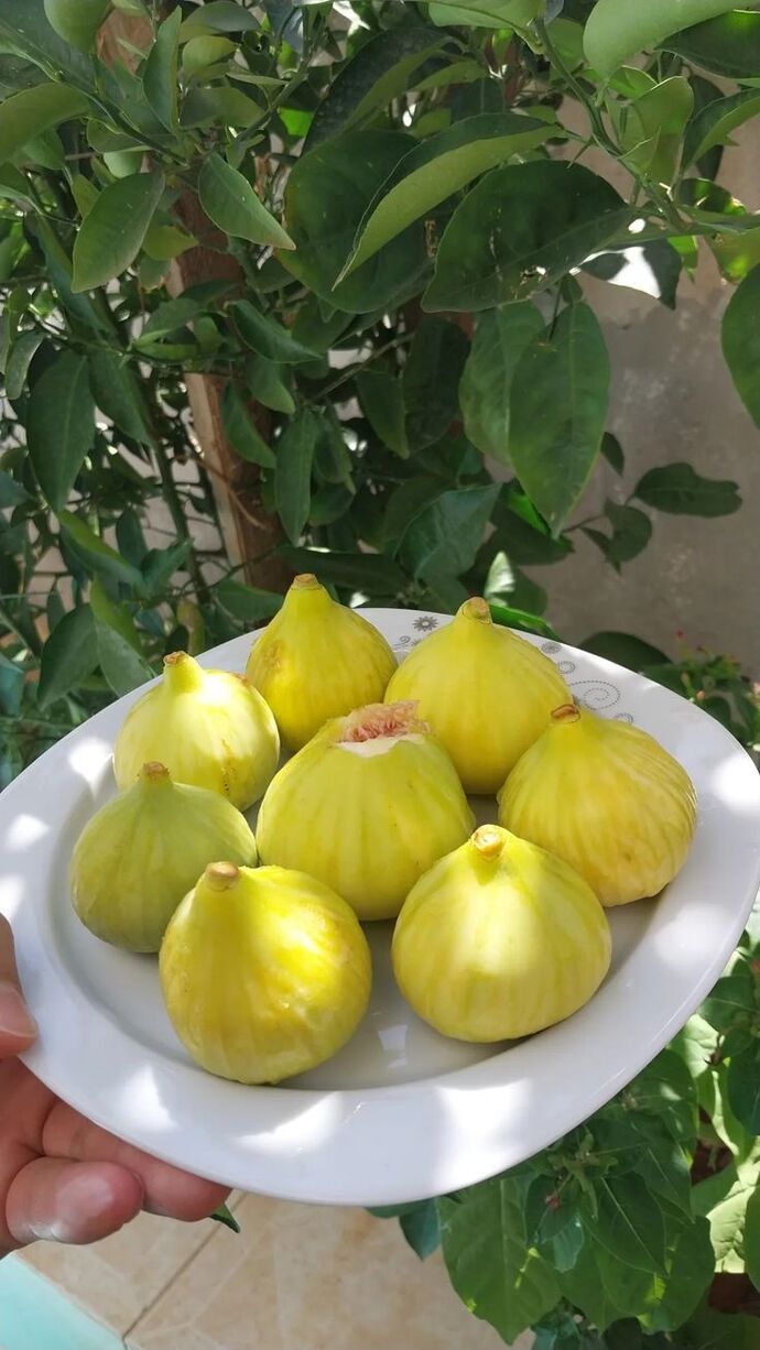 Hiç yaş incir yediniz mi, tadı nasıldı?