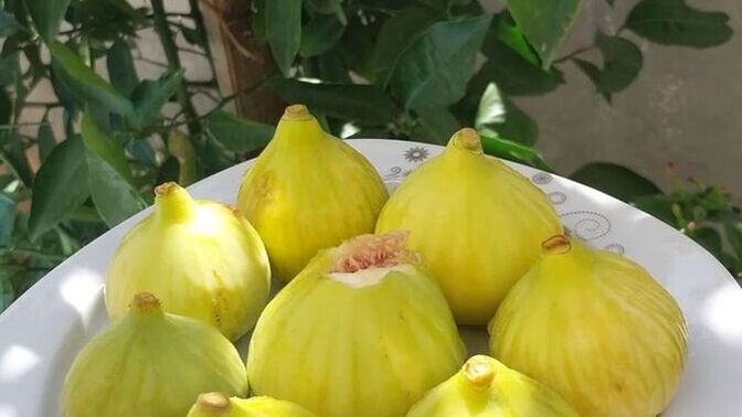 Hiç yaş incir yediniz mi, tadı nasıldı?