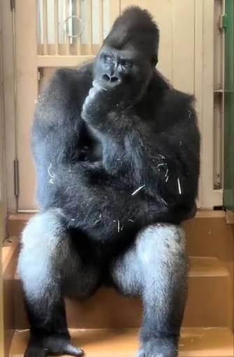 Eşiyle kavga ettikten sonra kara kara düşünen goril sosyal medyada gündem oldu! Sizce ne düşünüyordur?