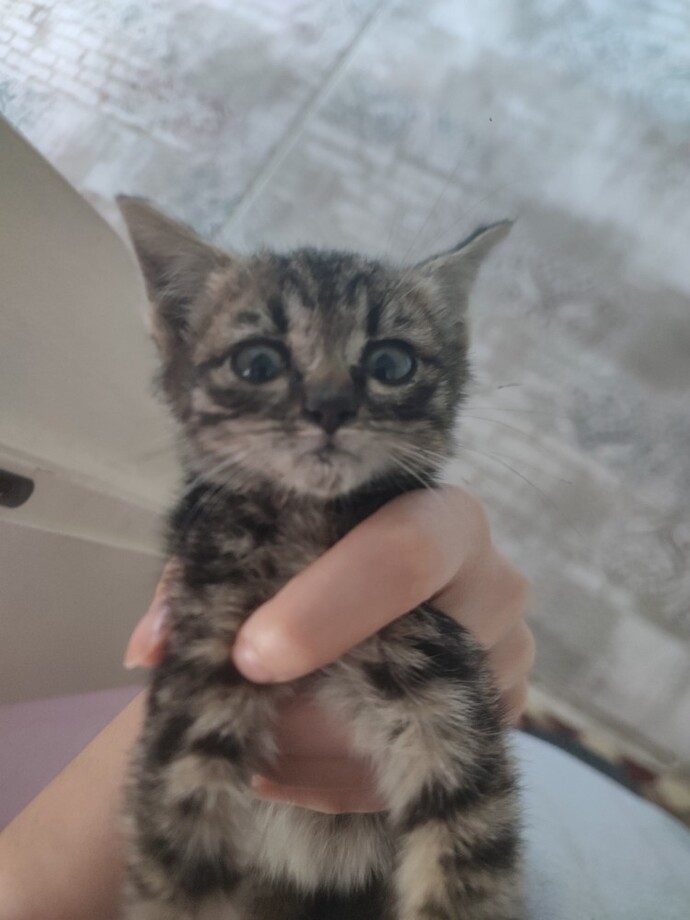 Bu evimizin yeni üyesi 6. Kedim 😹 adı ne olsun sizce?