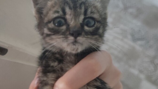 Bu evimizin yeni üyesi 6. Kedim 😹 adı ne olsun sizce?