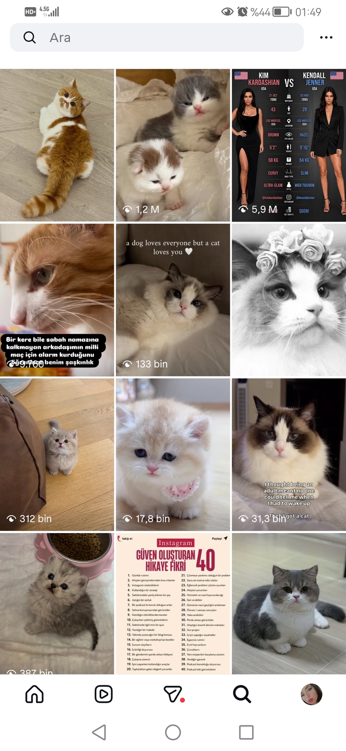 Instagram keşfetim kedilerle doldu taştı, sizinkini en çok ne sarıyor?