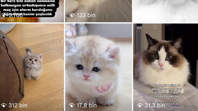 Instagram keşfetim kedilerle doldu taştı, sizinkini en çok ne sarıyor?