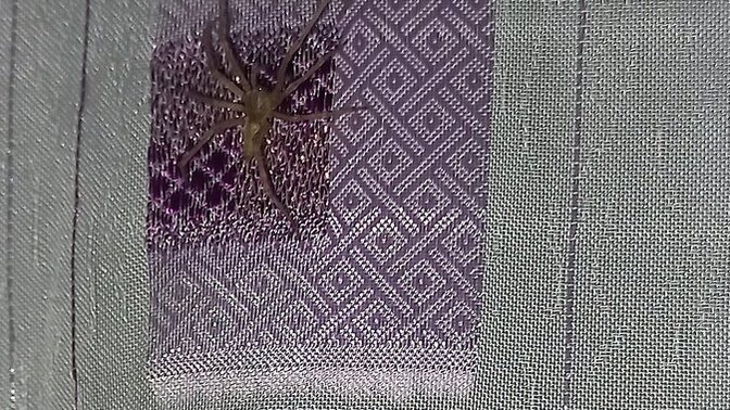 Bu nedir böyle yahu, tarantula mı yoksa farklı bir örümcek türü mü?