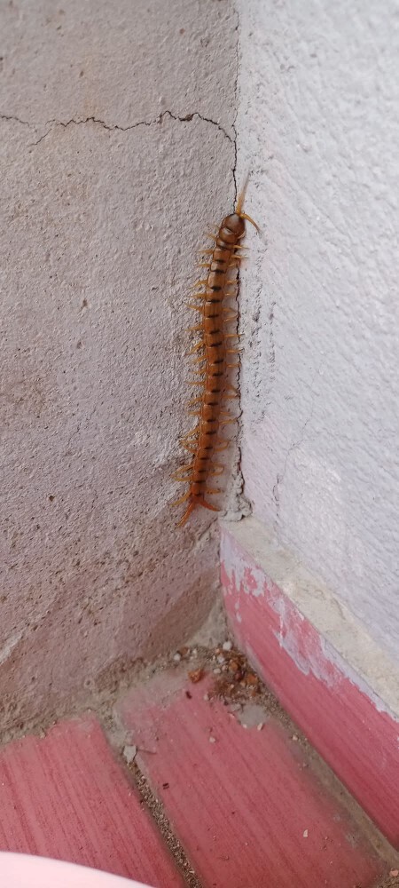 Bunun ne ayak olduğunu bilen var mı ?