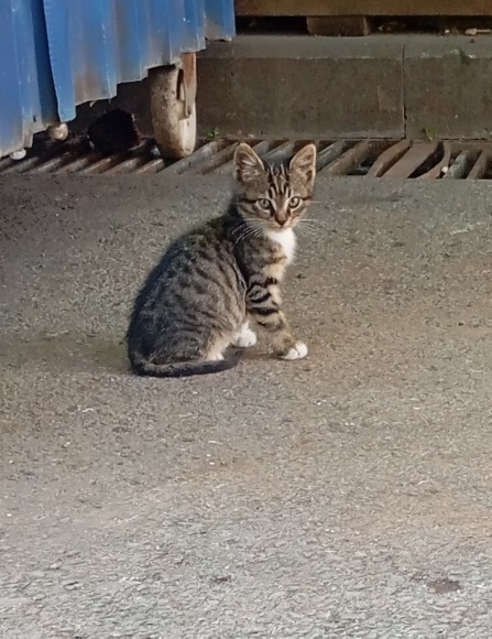 Kedi görünce direk fotoğrafını çeken var mı?