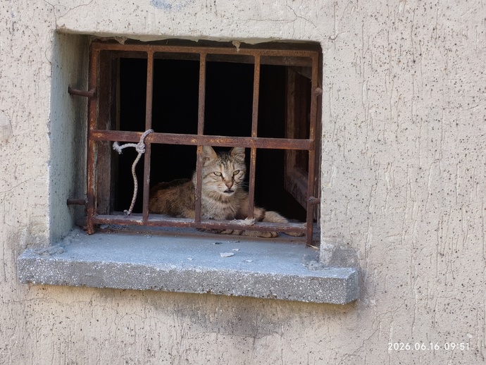 Kedi görünce direk fotoğrafını çeken var mı?
