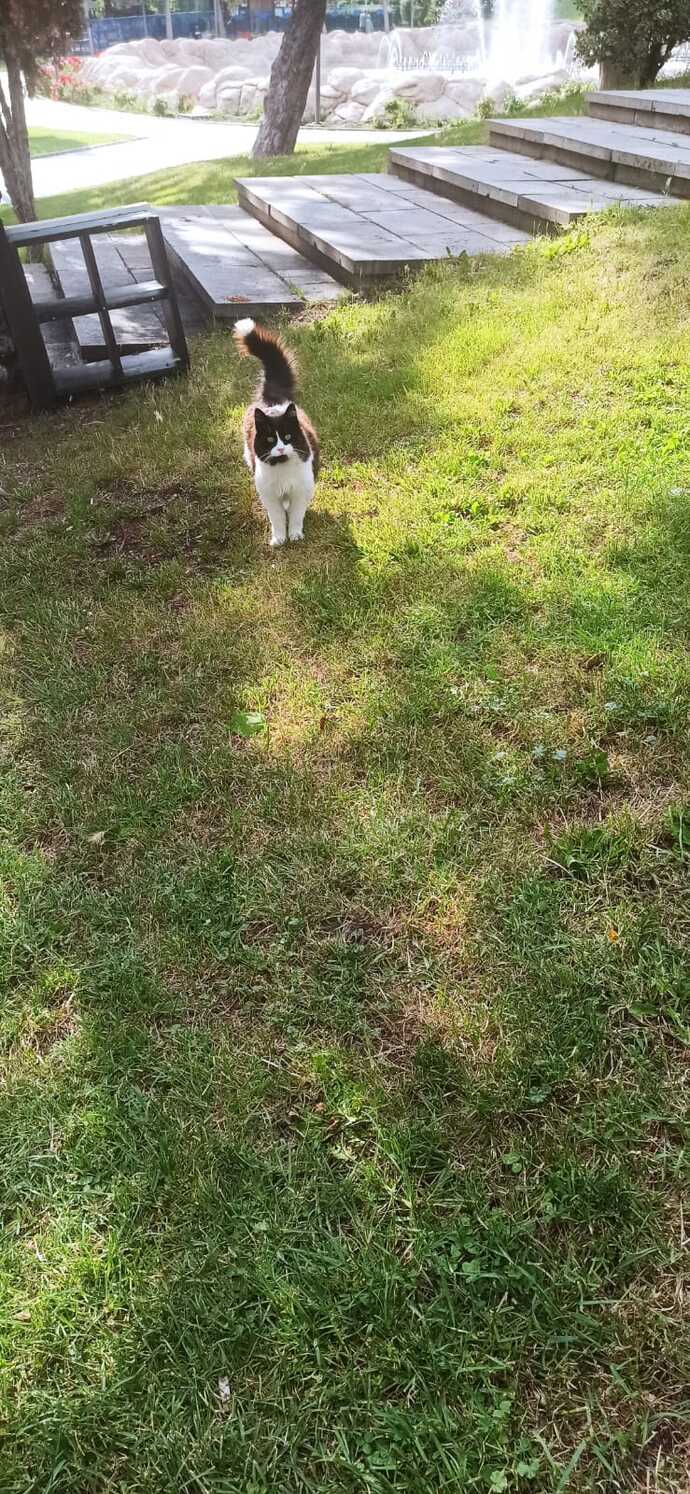 Kedi görünce direk fotoğrafını çeken var mı?