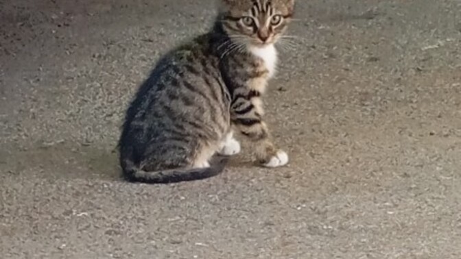 Kedi görünce direk fotoğrafını çeken var mı?