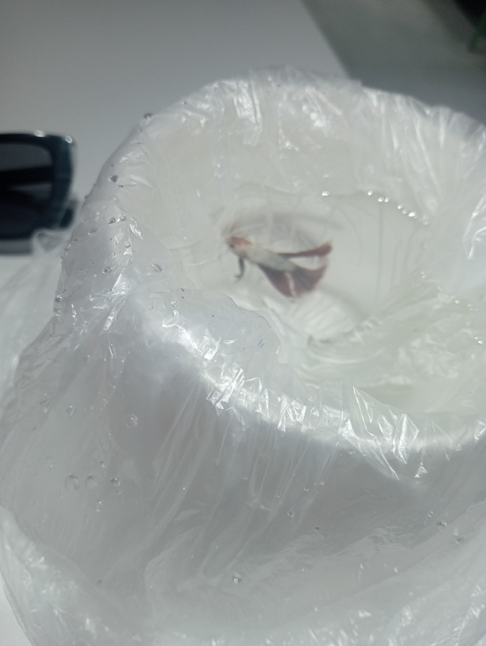 Anneciğinle ilk günündür ama o yerinde durmadığı için akşama kadar böyle gezeceksindir...