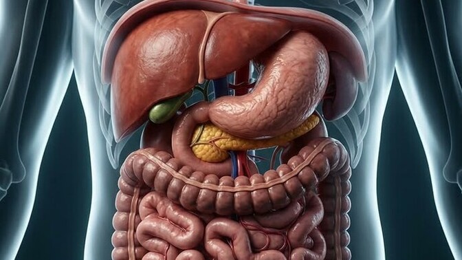 İç organlarınız sağlam mı?