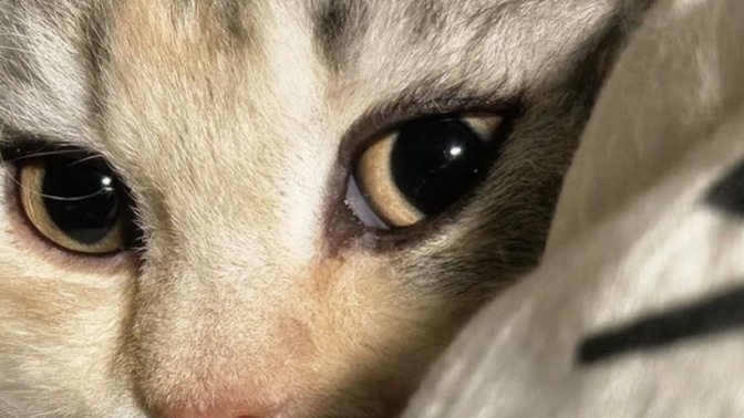 Kadınlar sohbet edebilme yeteneğine erkekler ise güzelliğe mi bakıyor?