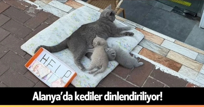 Alanya’da kedilerin dilendirilmesi konusunda ne düşünüyorsunuz, para verir miydiniz?