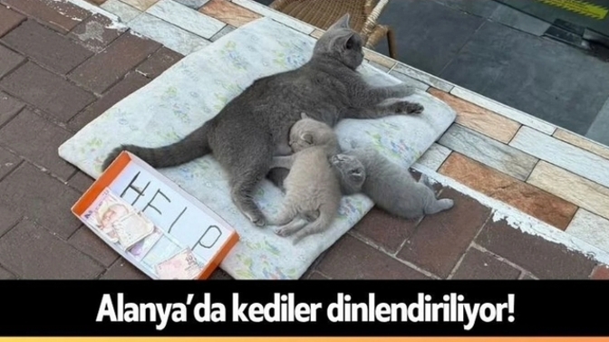 Alanya’da kedilerin dilendirilmesi konusunda ne düşünüyorsunuz, para verir miydiniz?