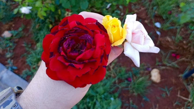 Çiçek görünce siz de fotoğrafını çeker misiniz?