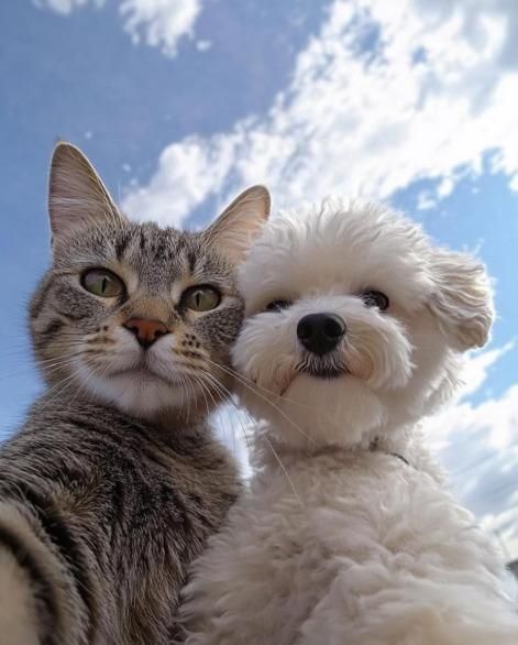 Kedi ve köpek gerçekten sahibini özlüyor mu, bizi özlediklerini nasıl anlarız?