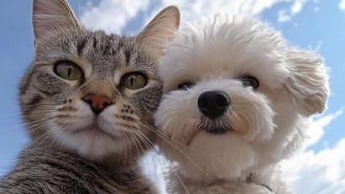 Kedi ve köpek gerçekten sahibini özlüyor mu, bizi özlediklerini nasıl anlarız?