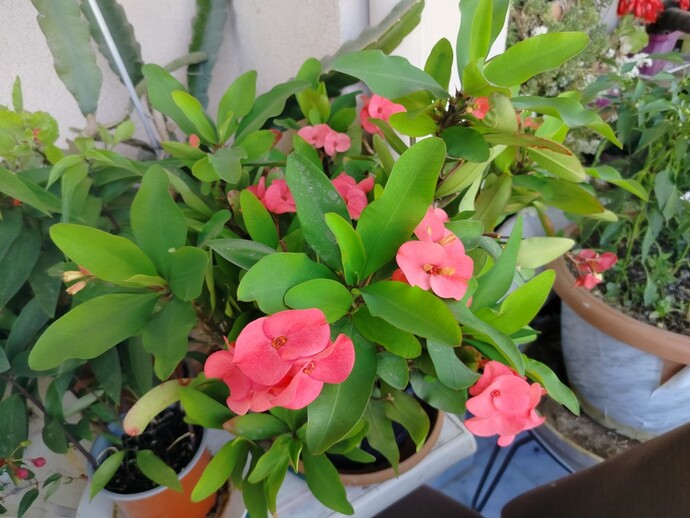 Benim balkonda pembe çiçeğim varsa, senin pembe olan neyin var?