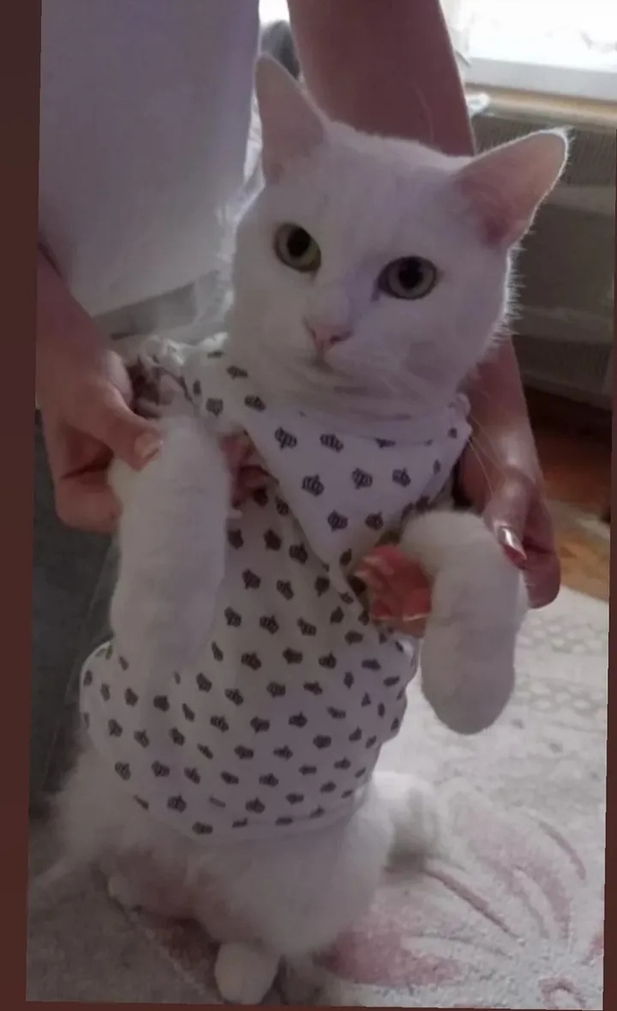 Hayvan sevmeyen insandan olur mu, sizce hayvan sevgisi insanı nasıl değiştirir?