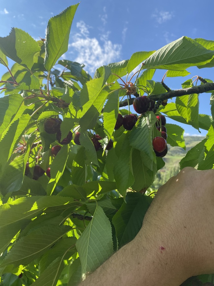Kiraza kimler bayılıyor?