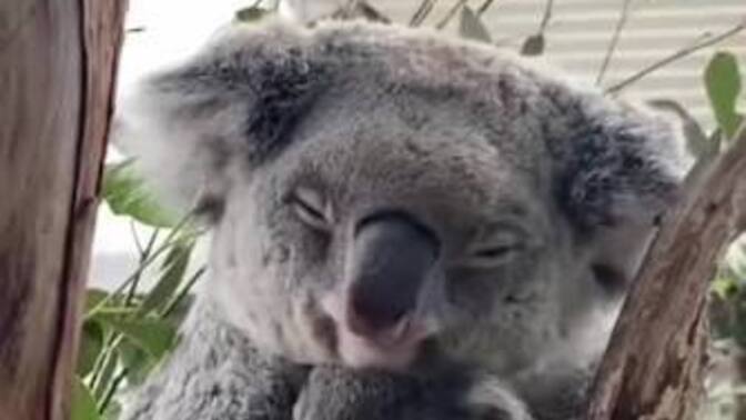 Aşk konusunda hemen pes edip koala gibi uykuya kaçanlardan mısınız, sizde de bu umutsuzluk var mı?
