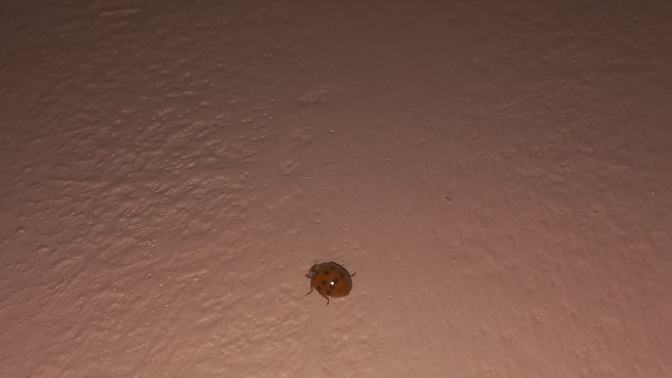 Sitede uğur böceğiniz var mı🐞?