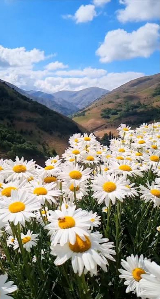 En sevdiğiniz çiçek papatya mı, siz de papatyaya benim gibi aşık mısınız?
