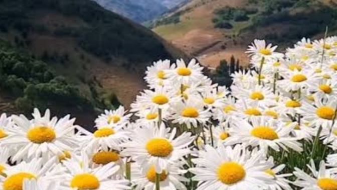 En sevdiğiniz çiçek papatya mı, siz de papatyaya benim gibi aşık mısınız?