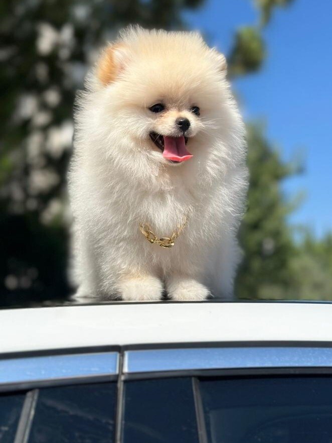 Süs Köpekleri Seviyor musunuz?