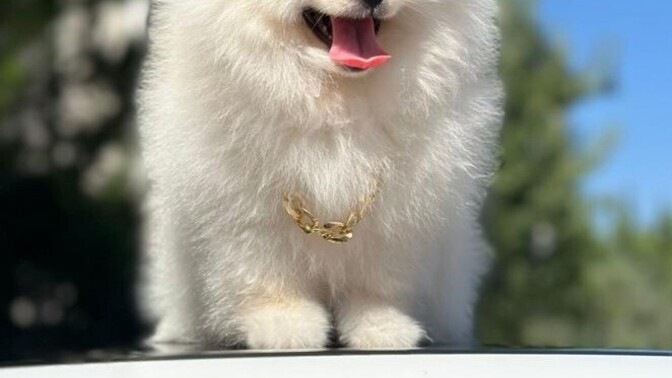 Süs Köpekleri Seviyor musunuz?