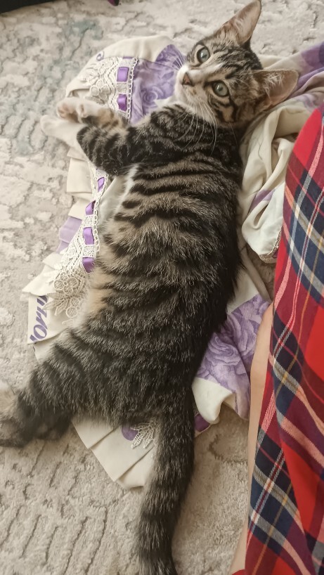 Sokakta kanlar içindeyken bulduğumuz bu köpeği gerçekten sahiplenmek isteyen var mı?